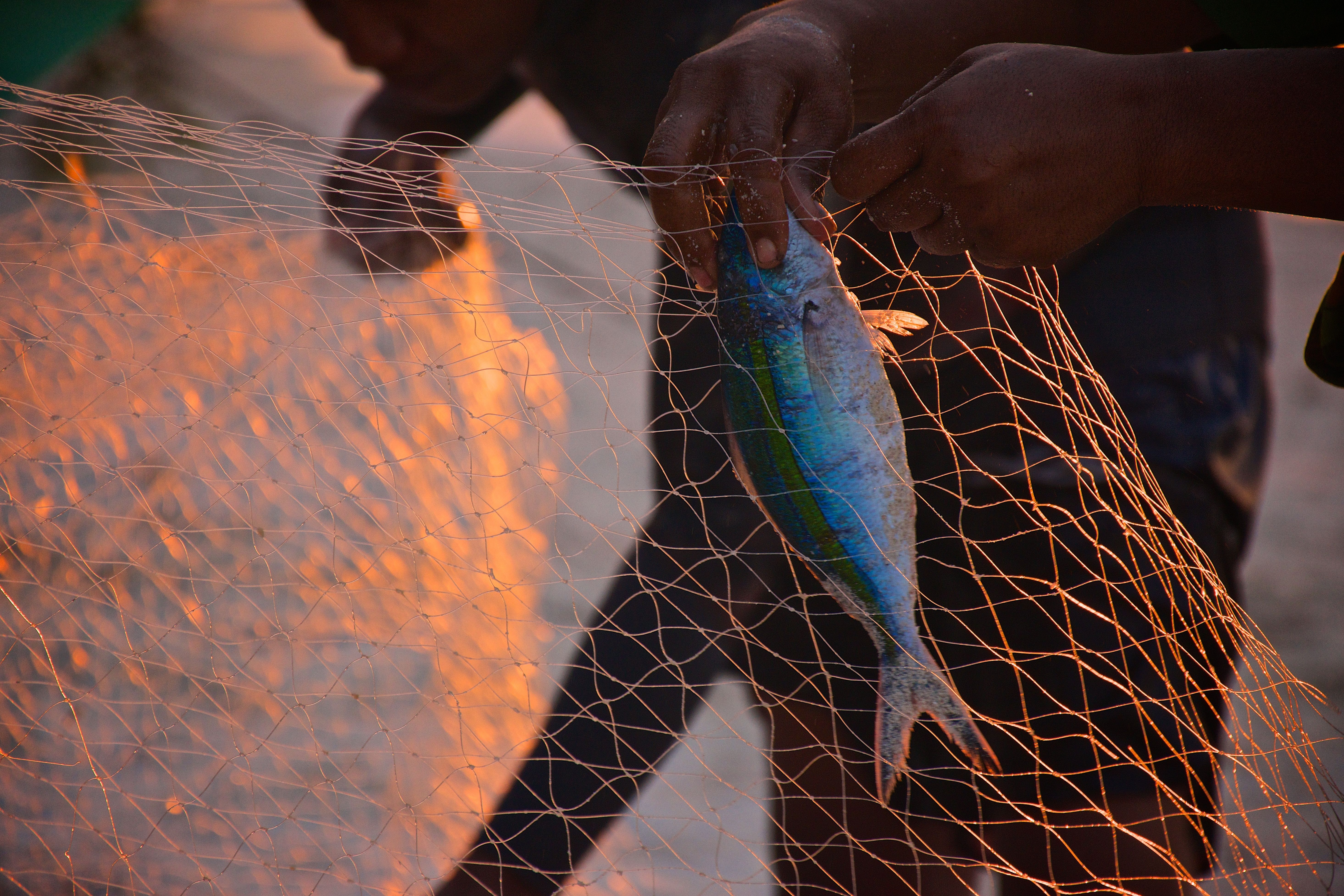 Fisherman holding a fresh catch in a fishing net